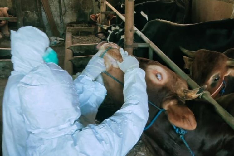 Sejumlah Petugas Puskeswan Kuningan memeriksa dan menemukan sejumlah ekor sapi yang terindikasi terjangkit PMK, Jumat (27/5/2022). Petugas menunjukan sejumlah tanda mencolok, hidung berlendir, mulut berbusa, lidah menghitam dan kaki luka.

