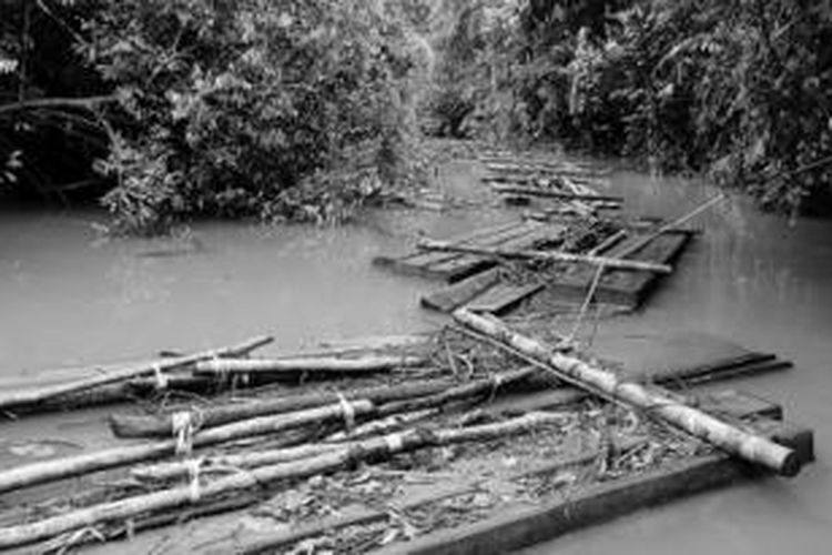 Lebih dari 30 meter kubik kayu curian dialirkan para pembalak liar melalui Sungai Kapas di dalam kawasan restorasi ekosistem Hutan Harapan di Kabupaten Batanghari di batas Jambi-Sumatera Selatan, Sabtu (29/11/2014).