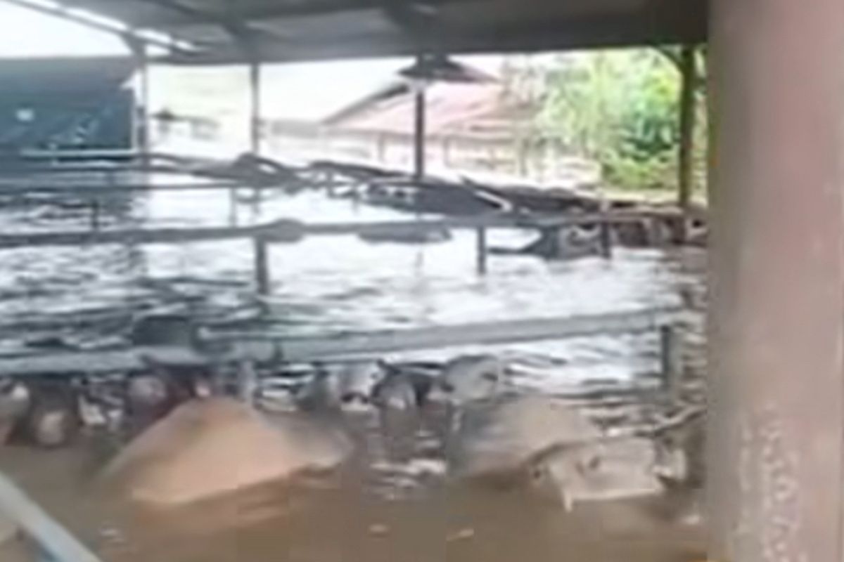 Sebanyak 40 ekor sapi jenis Brahmann Cross terendam banjir di rumah pemotongan hewan (RPH), Jalan Raya Perjuangan, RT 03/RW 02, Kelurahan Harapan Baru, Bekasi Utara, Kota Bekasi, pada Selasa (4/3/2025).