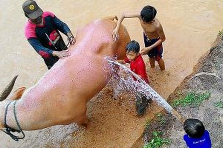 Anak-anak sekarang jarang berkesempatan menaiki kerbau, apalagi di sawah berlumpur dengan kerbau bule. Kini, ada kesempatan itu di D'Kandang, Kota Depok.