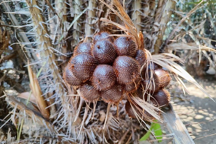 Penampakan Salak Condet di Cagar Buah Condet, Balekambang, Jakarta Timur, Rabu (20/9/2023) 