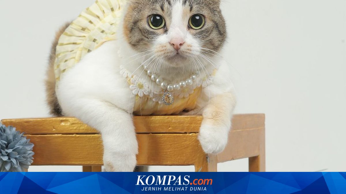 Cerita Neng Molen, Kucing Jalanan yang Kini Jadi 