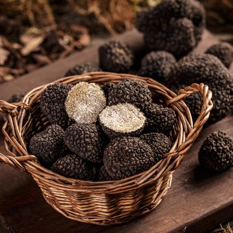 Ilustrasi jamur truffle. 