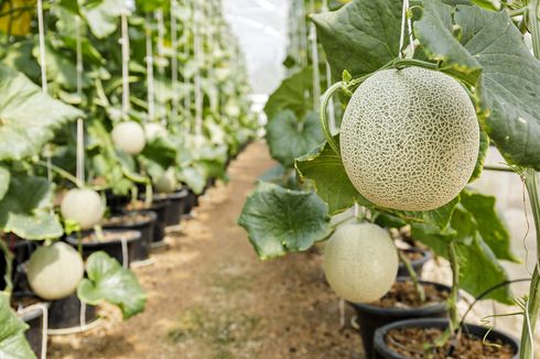 Cara Menanam Melon di Polybag, Cocok untuk Lahan Sempit