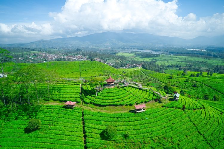 Gunung Nini di tengah hamparan Kebun Teh Malabar, Pangalengan, Kabupaten Bandung.