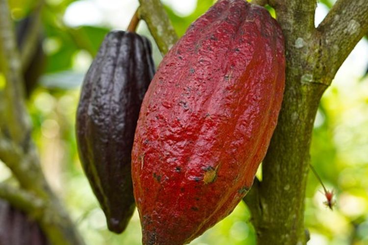 Buah kakao