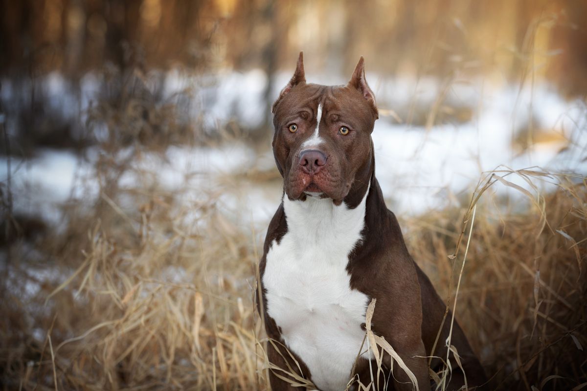 Ilustrasi anjing American Pit Bull Terrier.