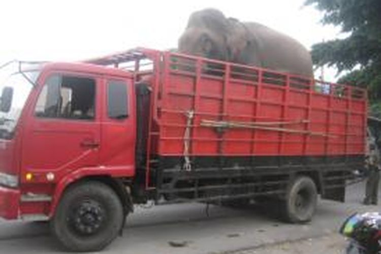 Empat gajah terlatih dari BKSDA Aceh ini, kembali diturunkan untuk menggiring kawanan gajah liar di Pante Peusangan, Kecamatan Juli, Kabupaten Bireuen, Aceh, Jumat (28/8). DESI