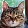 Ketahui, Ini 3 Penyebab Kucing Menyipitkan Matanya
