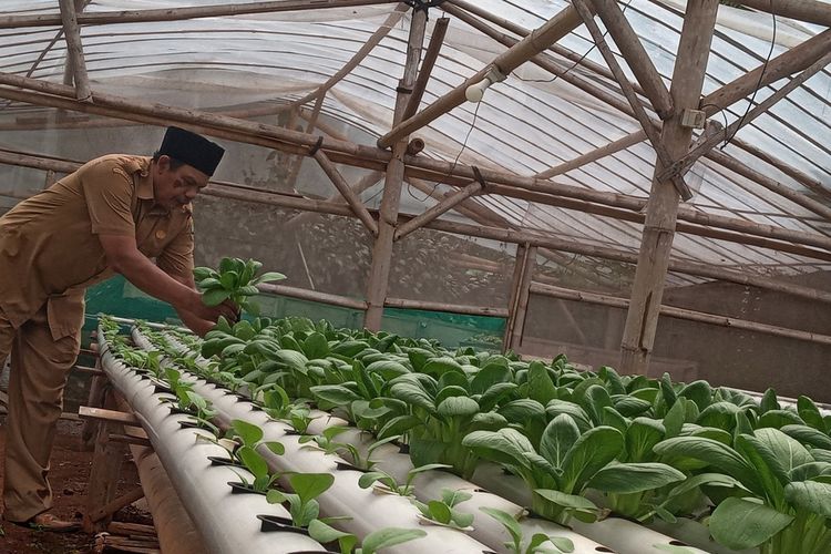 Cerita Pak Guru Cecep Sukses Kembangkan Sayuran Hidroponik di Cianjur hingga Tembus Supermarket