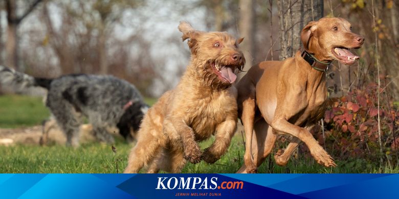 Berapa Lama Anjing Harus Berolahraga?