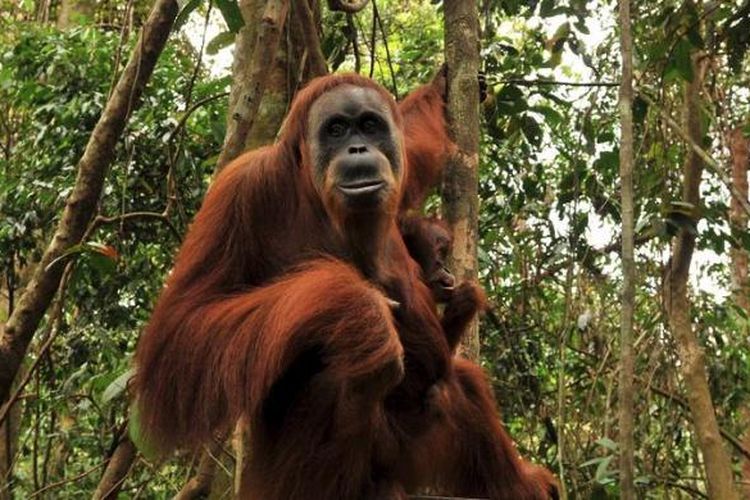 Seekor orangutan mengendong anaknya di hutan Taman Nasional Gunung Leuser, Desa Bukit Lawang, Kecamatan Bahorok, Kabupaten Langkat, Sumatera Utara, Kamis (17/5/2012). 