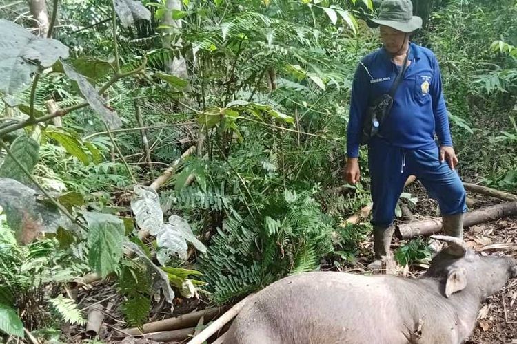 17 Kerbau Mati Diduga Dimangsa Harimau, Warga Muratara Resah