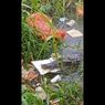 Buaya Rawa di Bangka Tengah Terekam Makan Tumpukan Sampah