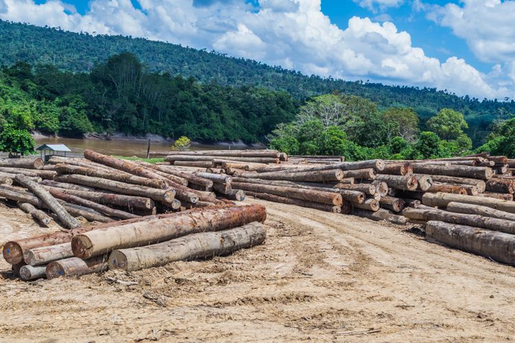 Kayu-kayu hasil pembalakan liar tergeletak di sepajang sungai Mahakam di Kalimantan