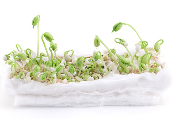 Ilustrasi menanam kacang hijau di kapas. 