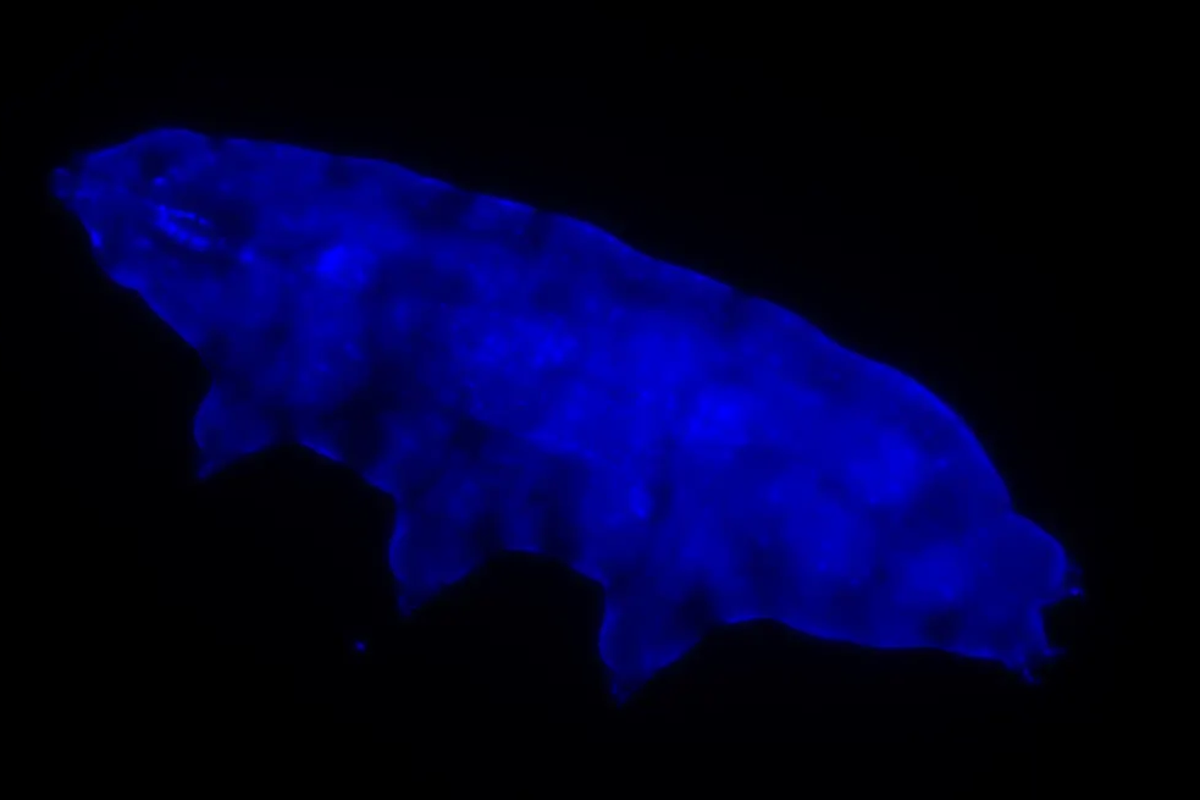 Tardigrade memancarkan cahaya biru yang berfungsi sebagai perisai dari sinar UV.