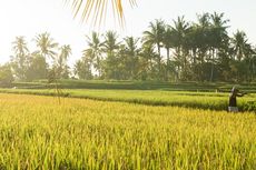 Bupati Bima Sebut Pertanian Jadi Program Prioritas Jangka Panjang Indonesia