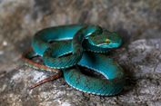 Temuan Mengejutkan dari Gua Kamboja: Ular Terbang hingga Pit Viper Biru