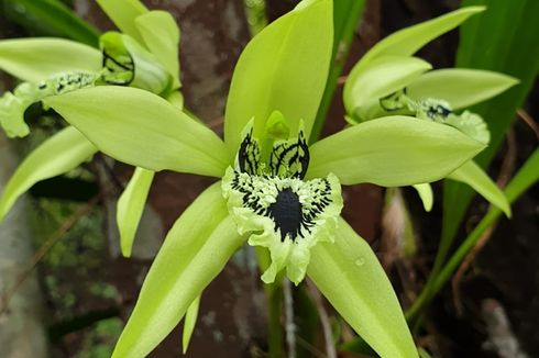 Karhutla di Kaltim Musnahkan 1.000 Hektar Habitat Anggrek Hitam