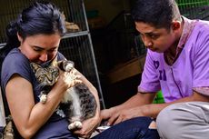 Violetta, Kisah Penyelamat Ratusan Kucing di Indonesia hingga Malaysia