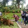 Kebun Raya Bogor: Harga Tiket, Jam Buka, dan Aturan Masuk Membawa Kendaraan 