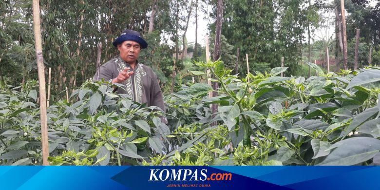 Serangan Virus Kuning Pada Tanaman Cabai Bisa Dicegah Halaman All Kompas Com