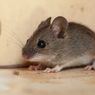 6 Penyebab Tikus Masuk ke Rumah, Bisa Bawa Penyakit