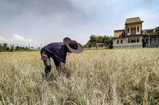 174 Hektar Sawah di Bandung Barat Kering Dampak El Niino, Desa Cangkorah Terparah