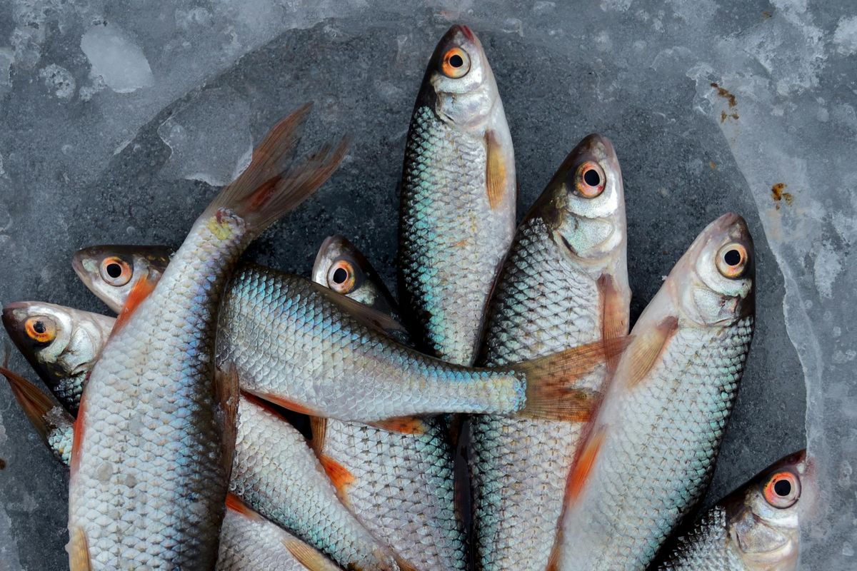 Hilirisasi dorong masyarakat gemar makan ikan