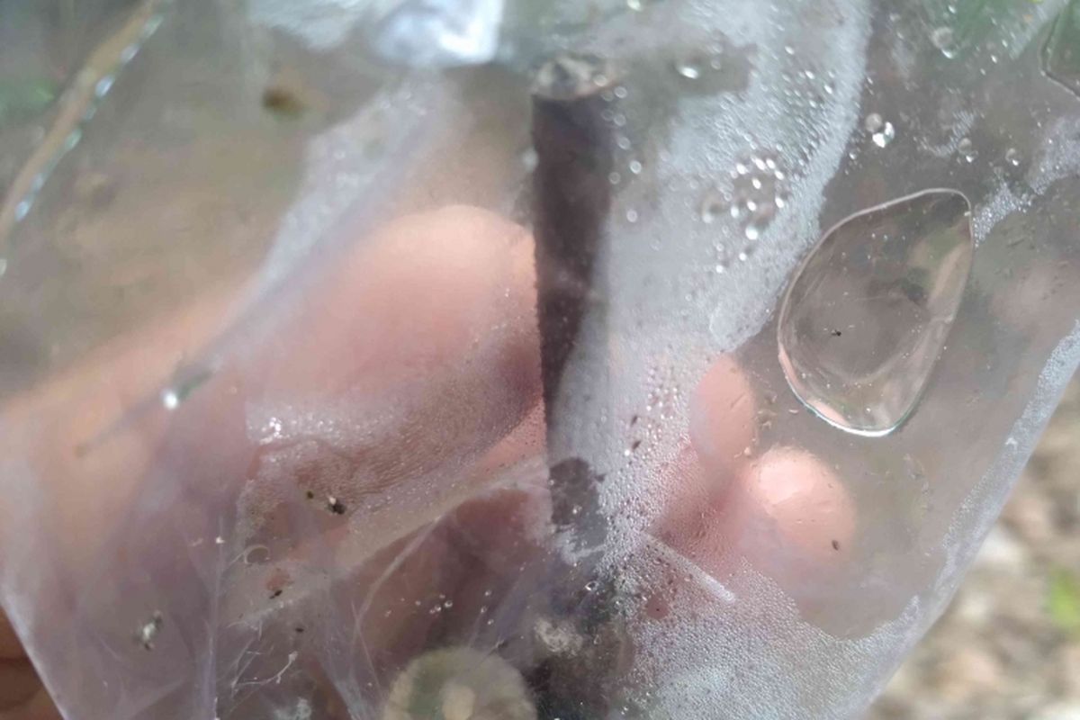 Hasil grafting yang gagal, terlihat mata entres di dalam plastik mengering