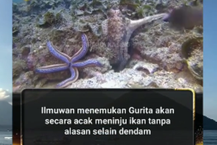 Gurita disebut suka meninju atau memukul ikan karena dendam