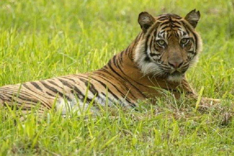 Mekar, seekor harimau sumatra yang dilepasliarkan di Pusat Rehabilitasi Harimau Tambling Wildlife Nature Conservation.