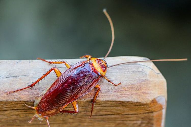 6 Bahan Alami yang Bisa Mengusir Kecoa dari Rumah