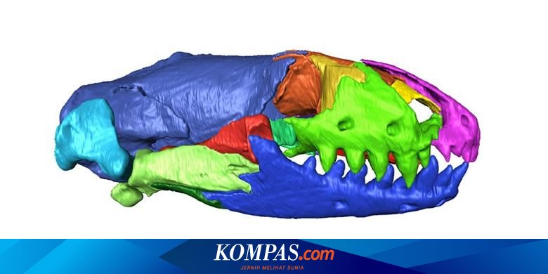  Reptil  Aneh Ditemukan Mirip Ular  tetapi Sejatinya Kadal 