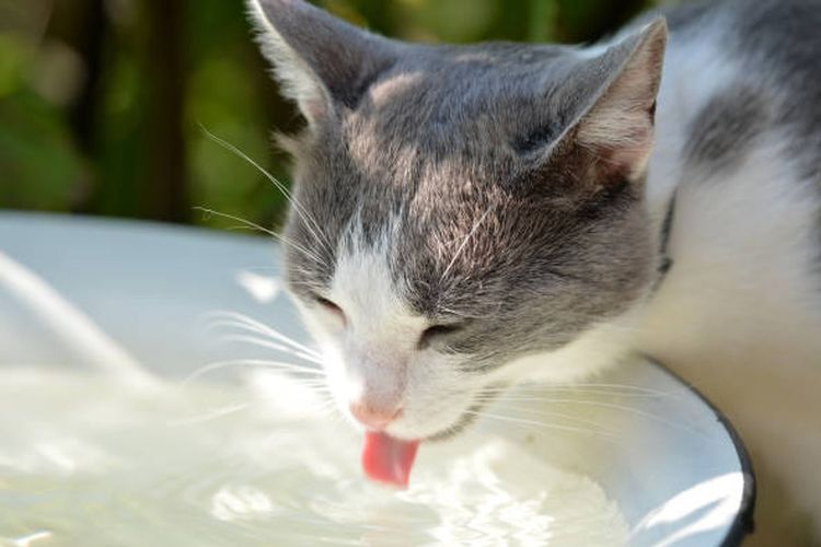 Ilustrasi kucing minum susu.