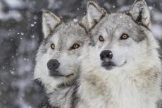 Anjing dan Serigala, Mana yang Lebih Pandai Bekerja Sama?