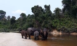 Sawit Masuk Tesso Nilo, Gajah–Harimau Terjepit, Reputasi Indonesia Terancam