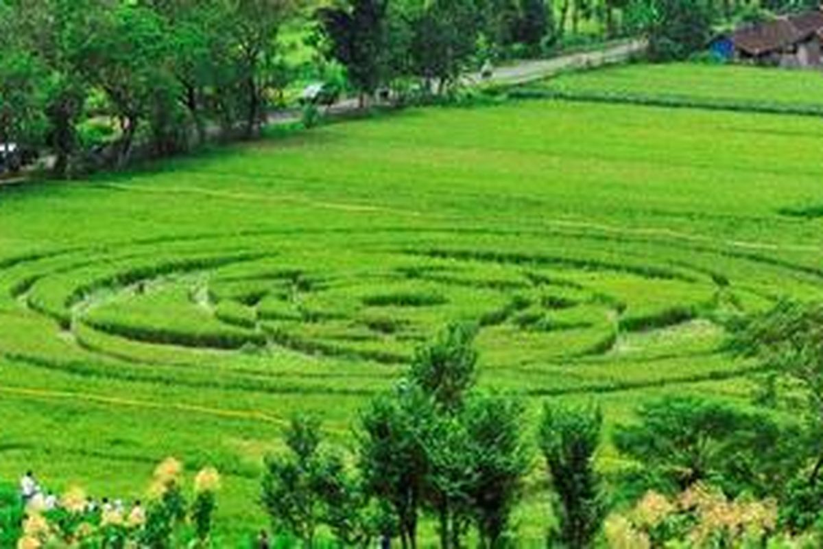 Sebuah pola unik dalam lingkaran (crop circle) berdiameter sekitar 50 hingga 70 meter tercetak di areal persawahan di Desa Jogotirto, Berbah, Sleman, DI Yogyakarta, Senin (24/1/2011). Kemunculan pola tersebut menarik perhatian warga dari berbagai daerah untuk menyaksikannya langsung. Belum diketahui secara pasti penyebab fenomena ini.
