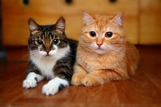 Benarkah Kucing Bisa Melihat dalam Gelap?