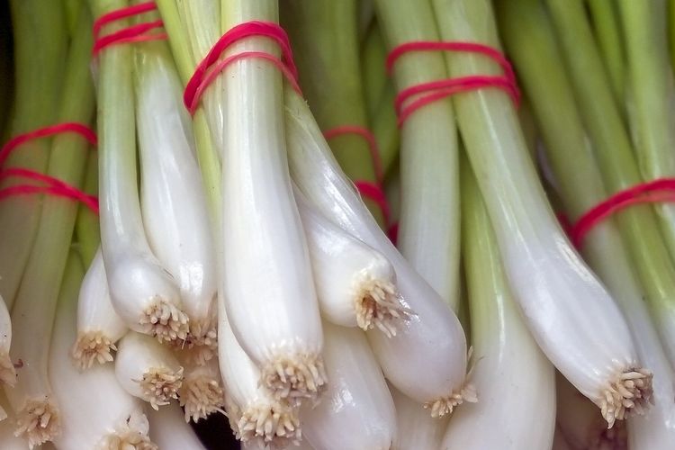 Ilustrasi daun bawang. 