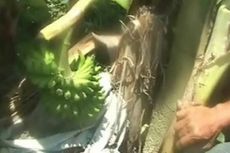 Pohon Pisang Ini Hebohkan Warga di Binuang 