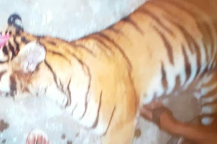 Kondisi harimau sumatera yang ditemukan mati setelah memakan umpan kambing yang sudah diberi racun di Desa Rantau Panjang, Kecamatan Muara Batang Gadis, Mandailing Natal, Kamis (11/6/2020) malam. kejadian itu geger dan baru dilaporkan pada Sabtu (20/6/2020).