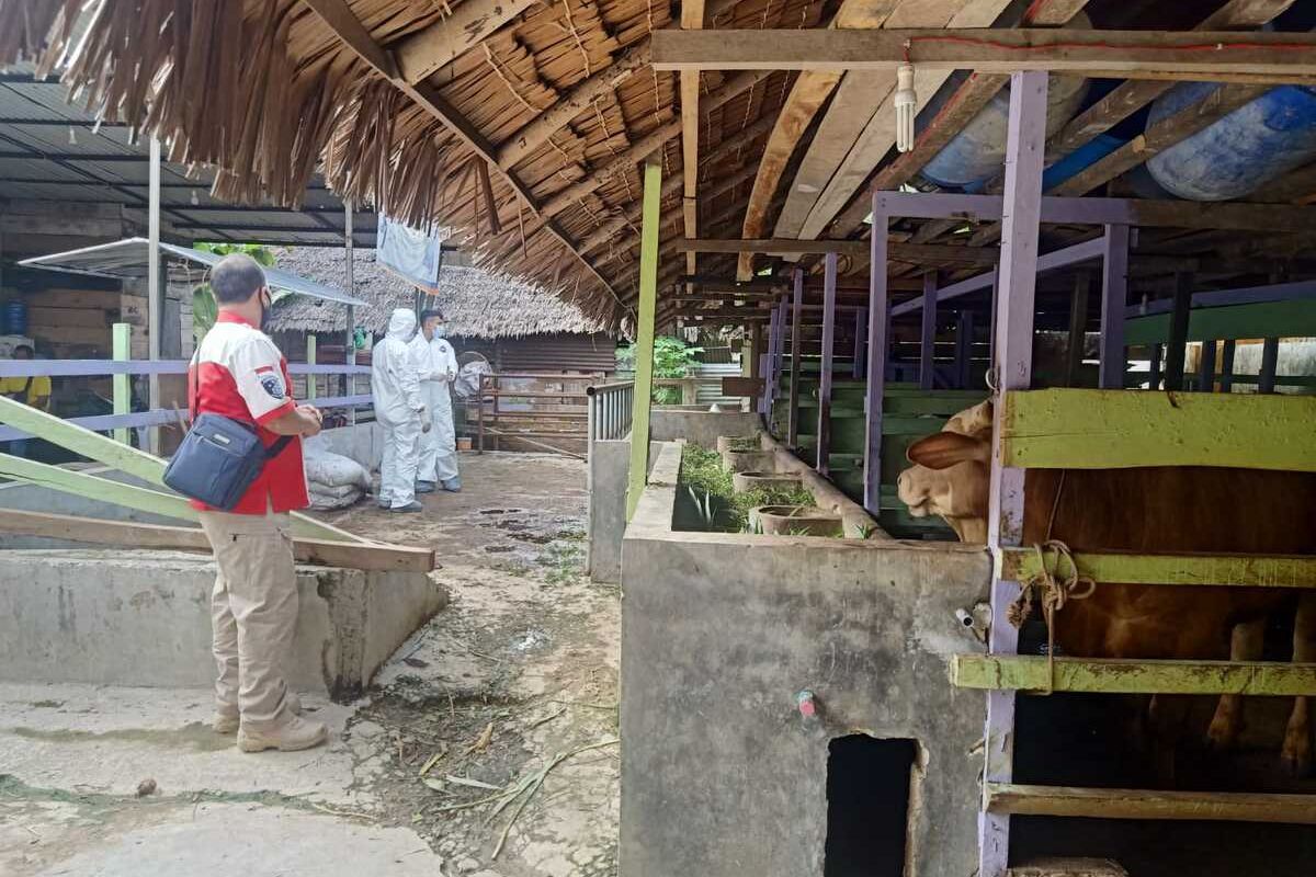 Pengambilan sampel pada sapi yang diduga terjangkit Penyakit Kuku dan Mulut (PMK) di Kota Langsa, Aceh, Kamis (12/5/2022)