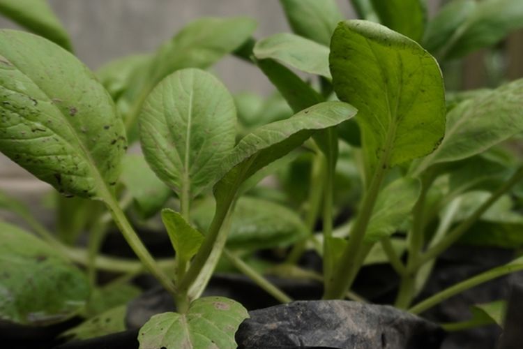 Ilustrasi menanam pakcoy di polybag.