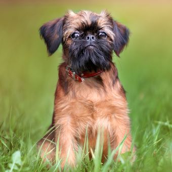 Ilustrasi ras anjing Brussels Griffon.