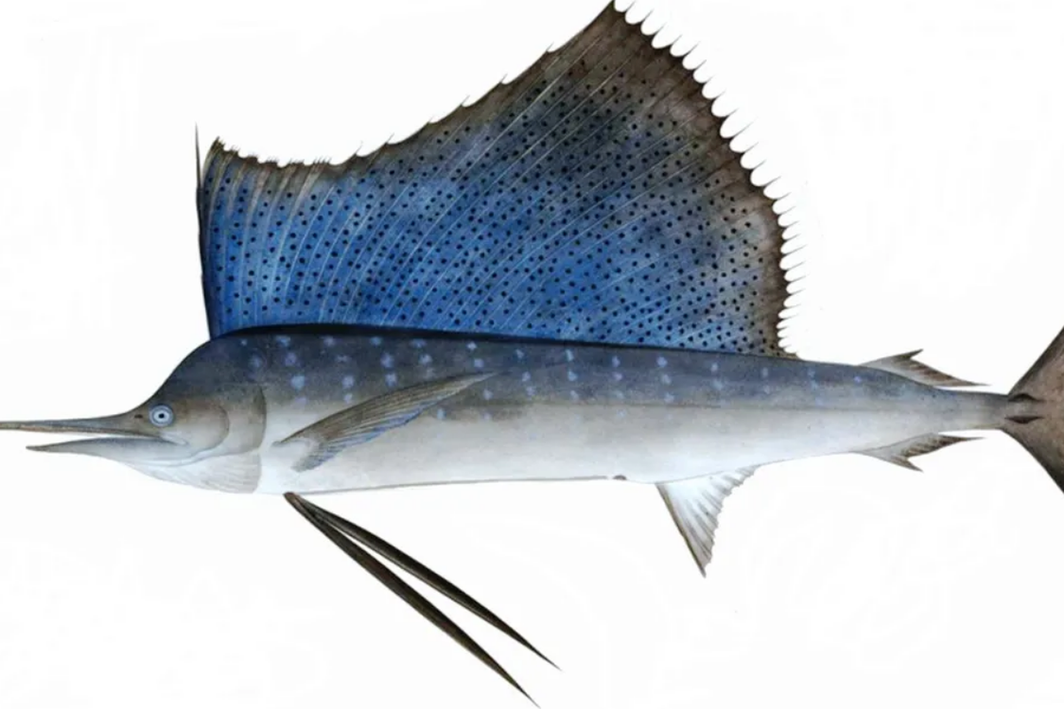 Ilustrasi ikan layar
