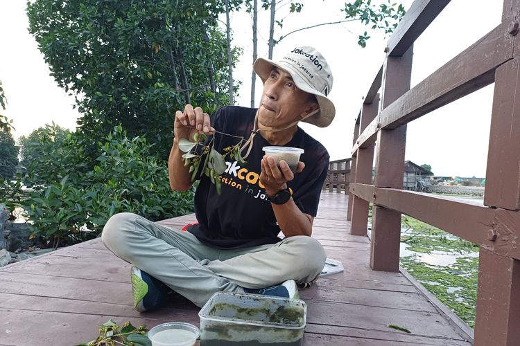Dari Hutan Mangrove Marunda, Kiki Sulap Buah Api-api Jadi Puding dan Cake