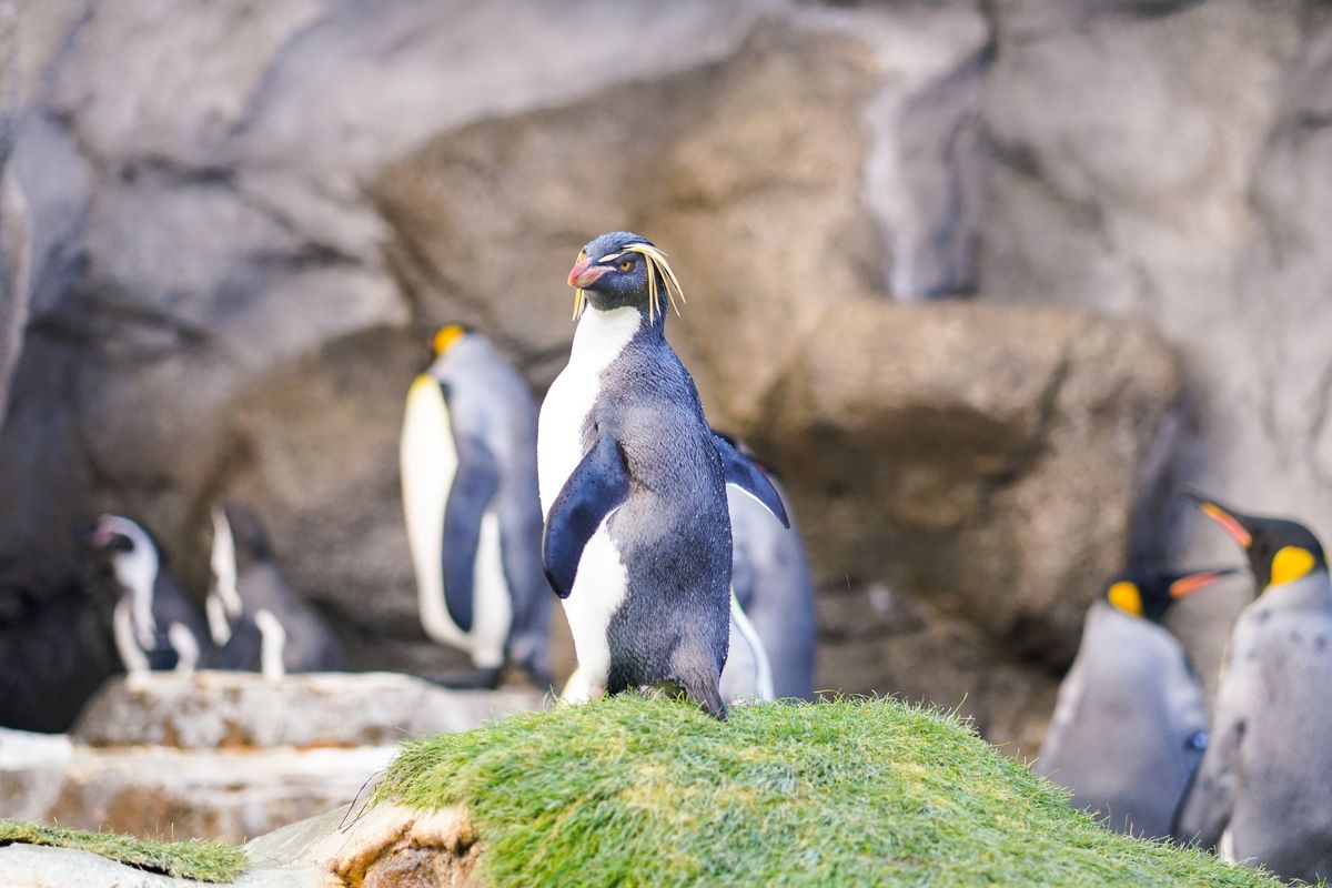 Penguin yang hidup di lepas pantai Afrika Selatan mengalami kelaparan massal akibat kekurangan makanan.