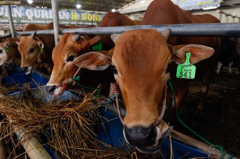 Pandemi Covid-19 Jakarta, Tempat Pemotongan Hewan Kurban Harus Tertutup